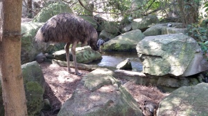 Emu at Toranga