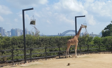 Giraffe corral with Sydney Harbour in the background